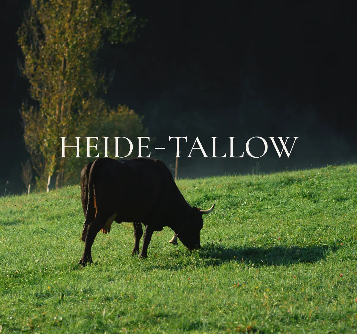 Rind auf Weide in der Lüneburger Heide mit HEIDE-TALLOW Logo – Bild zur Herkunft und Über-uns-Seite