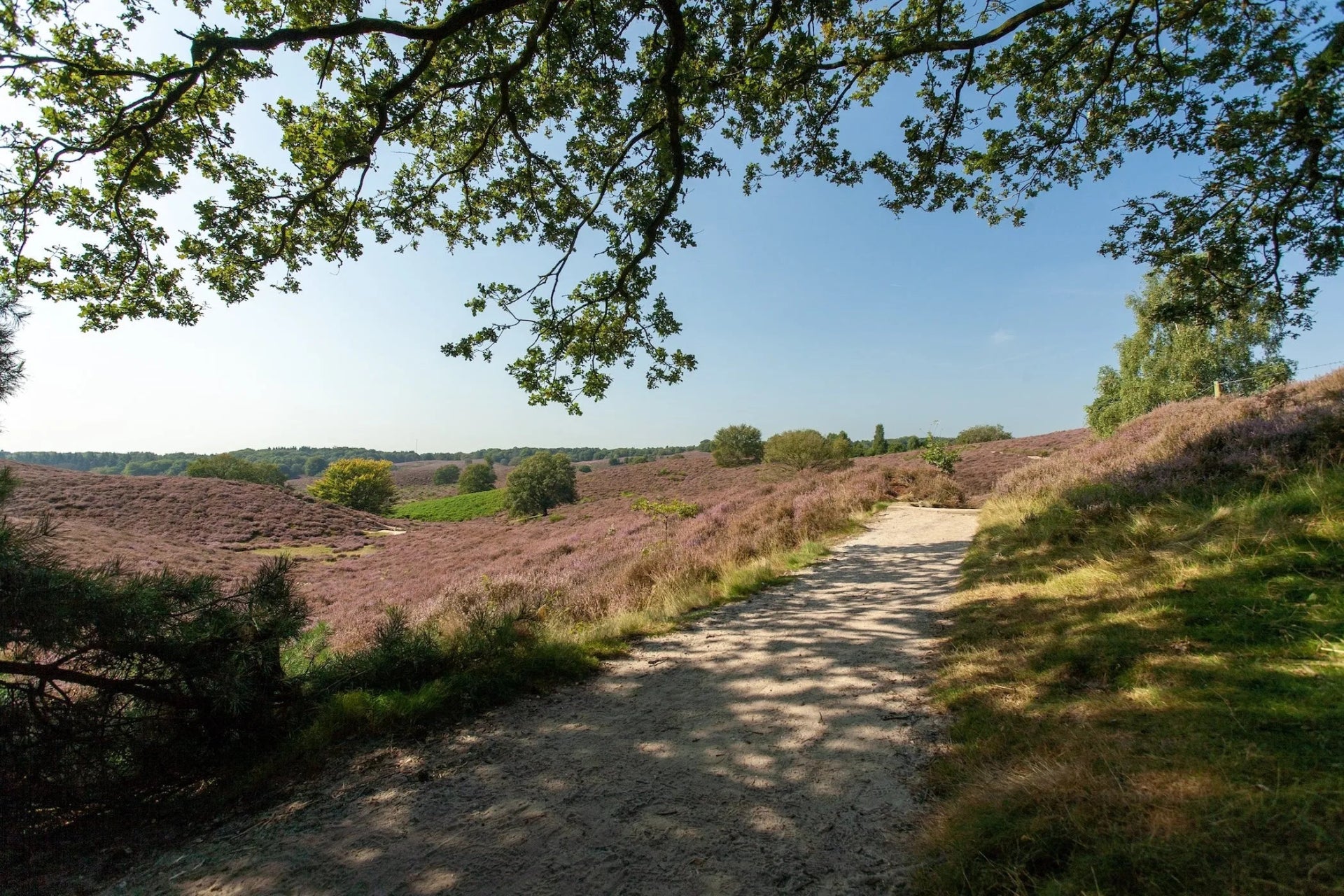 Landschaft der Lüneburger Heide mit blühender Heide und Naturweg – Herkunftsregion von HEIDE-TALLOW
