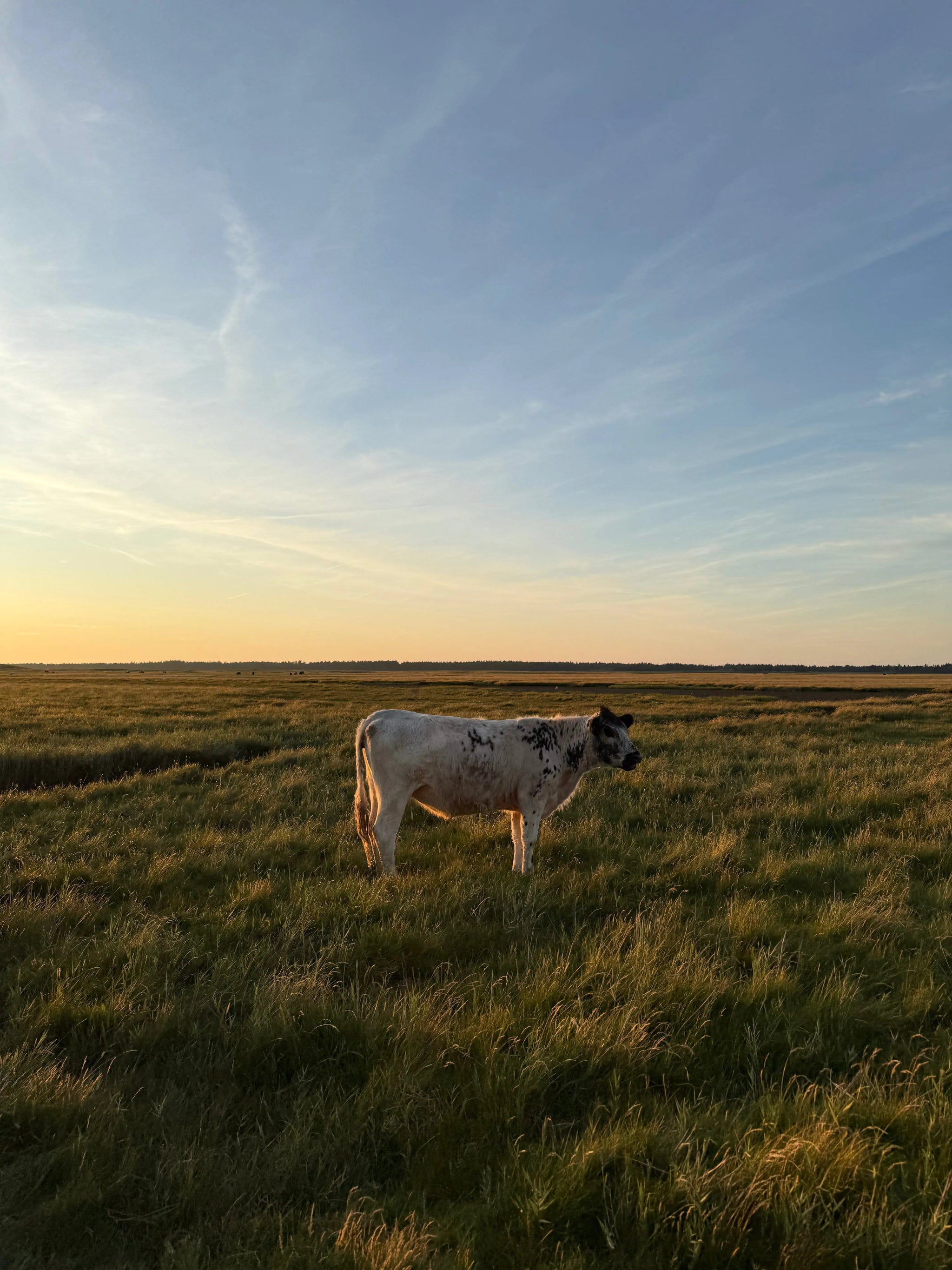 Einzelnes Rind auf Weide in der Lüneburger Heide bei Sonnenuntergang – natürliche Herkunft der Rohstoffe für HEIDE-TALLOW
